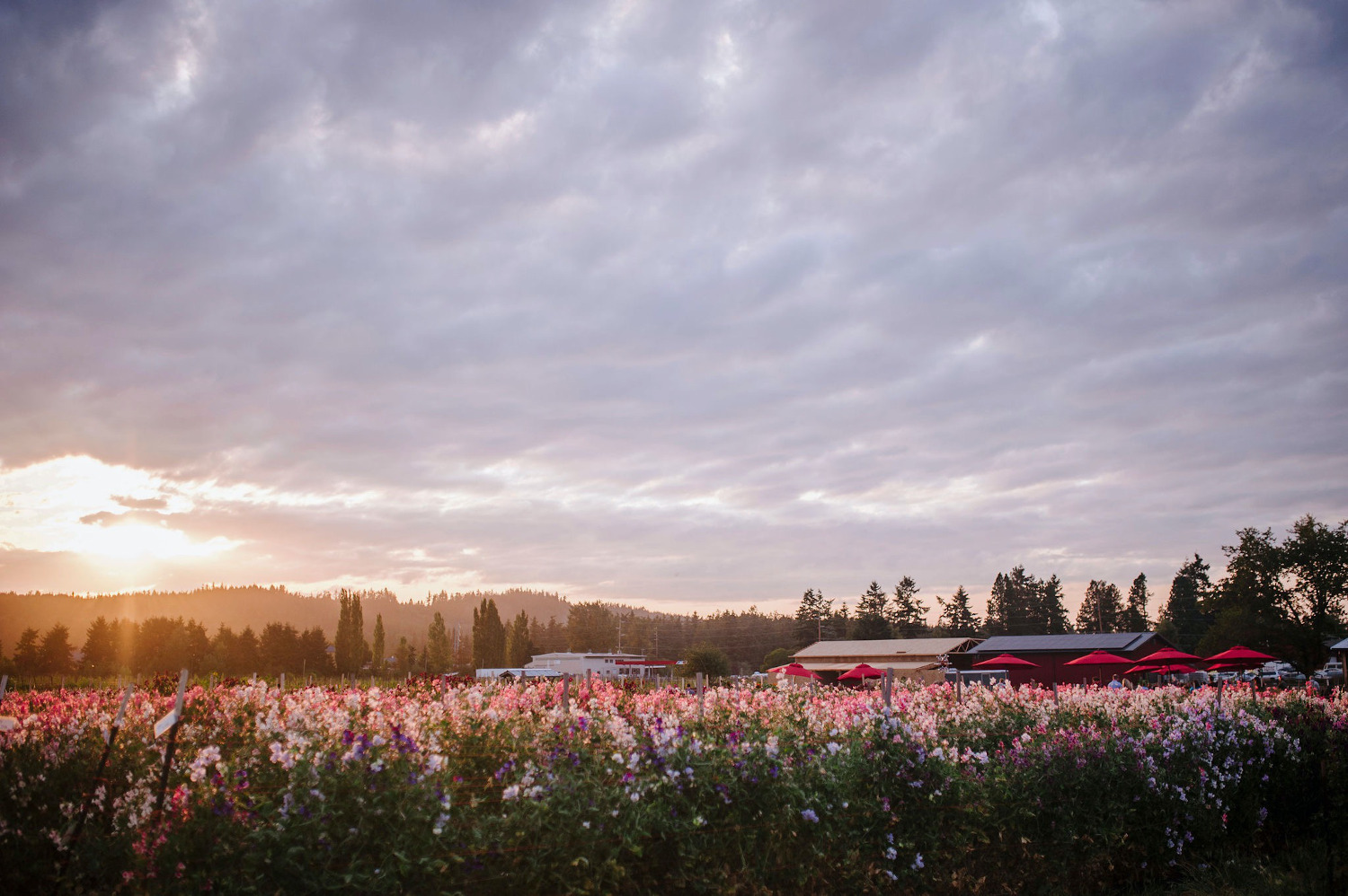 Chimacum Center Page Banner Photo